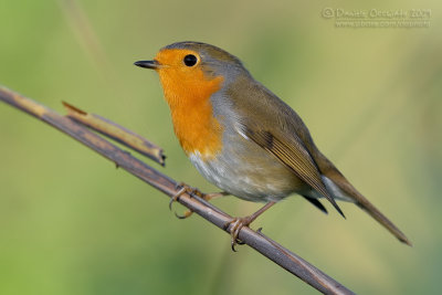 European Robin (Erithacus rubecula)