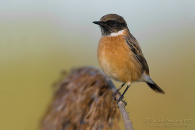 Eurasian Stonechat (Saxicola rubicola)