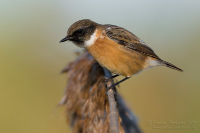 Eurasian Stonechat (Saxicola rubicola)