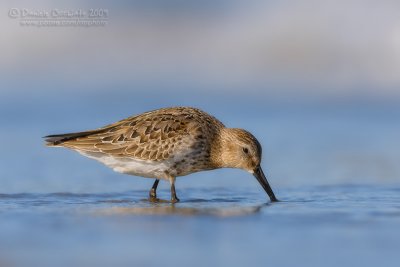 Dunlin (Calidris alpina)