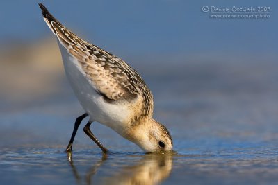 Sanderling (Calidris alba)