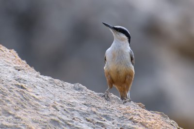 Eastern Rock Nuthatch (Sitta teprhonota ssp dresseri)