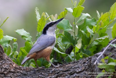 Eastern Rock Nuthatch (Sitta teprhonota ssp dresseri)