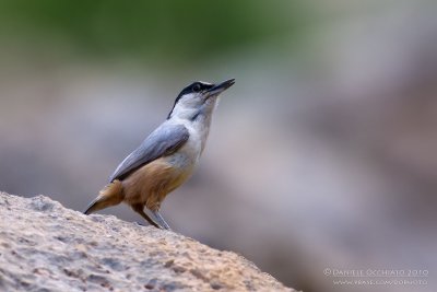 Eastern Rock Nuthatch (Sitta teprhonota ssp dresseri)