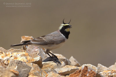 Horned Lark (Eremophila alpestris ssp penicillata)