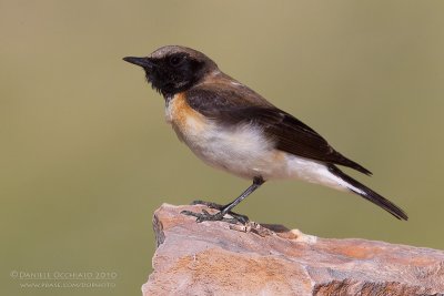 Eastern Black-eared Wheatear (Oenanthe melanoleuca)