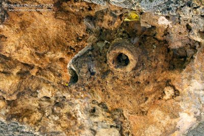 Nest of Eastern Rock Nuthatch (Sitta teprhonota ssp dresseri)