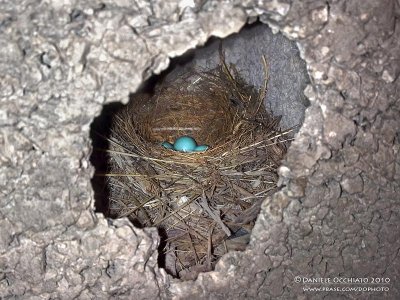 Nest of Kurdish Wheatear (Oenanthe xanthoprymna)
