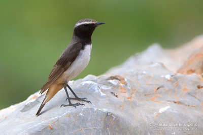 Kurdish Wheatear (Oenanthe xanthoprymna)