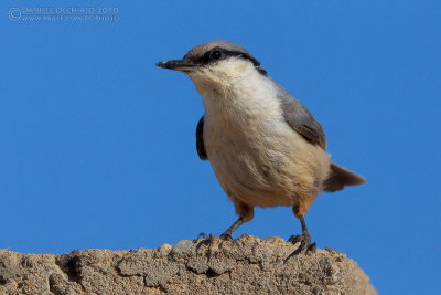 Western Rock Nuthatch (Picchio muratore di roccia)