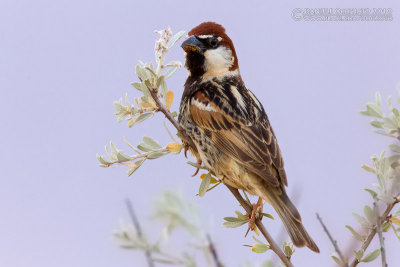 Spanish Sparrow (Passer hispaniolensis ssp transcaspius)