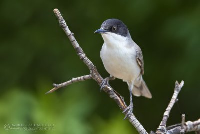 Eastern Orphean Warbler (Sylvia crassirostris)