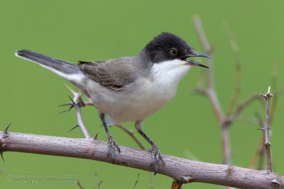 Eastern Orphean Warbler (Sylvia crassirostris)