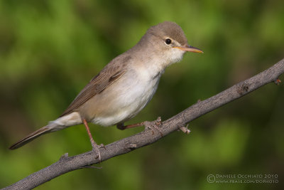 Upcher's Warbler (Hippolais languida)