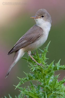 Upcher's Warbler (Hippolais languida)