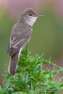 Upcher's Warbler (Hippolais languida)