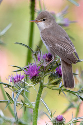 Upcher's Warbler (Hippolais languida)