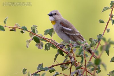 Yellow-throated Sparrow (Gymnoris xanthocollis ssp transfuga)