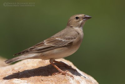 Pale Rock Sparrow (Carpospiza brachydactyla)