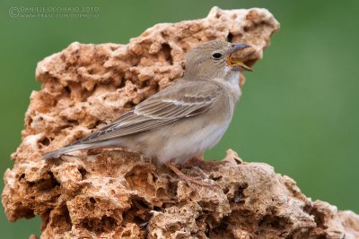 Pale Rock Sparrow (Carpospiza brachydactyla)