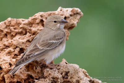 Pale Rock Sparrow (Carpospiza brachydactyla)