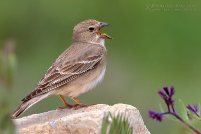 Pale Rock Sparrow (Carpospiza brachydactyla)