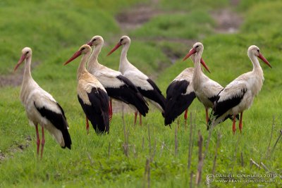 White Stork (Ciconia ciconia)