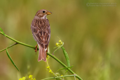 Corn Bunting (Miliaria calandra)