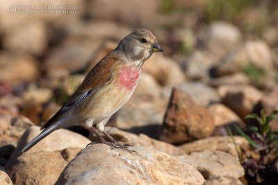 Linnet (Carduelis cannabina ssp bella)