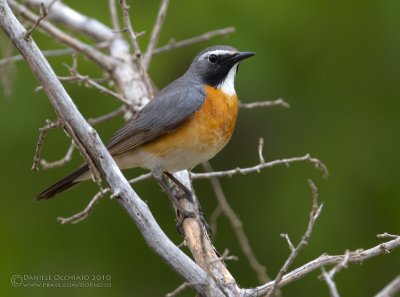 White-throated Robin (Irania gutturalis)