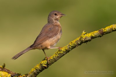 Moltoni's Warbler (Sylvia subalpina) - Juvenile