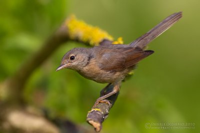 Moltoni's Warbler (Sylvia subalpina) - Juvenile