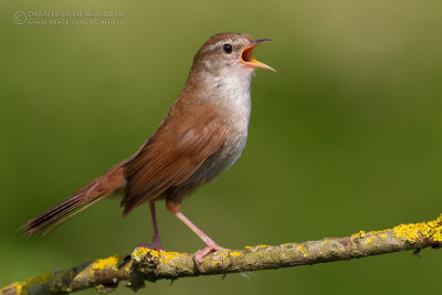 Cetti's Warbler (Cettia cetti)