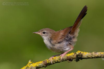 Cetti's Warbler (Cettia cetti)