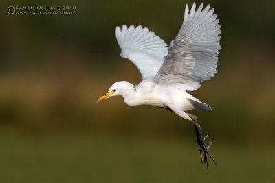 Cattle Egret (Bubulcus ibis)