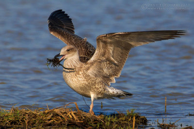 Yellow-legged Gull (Larus michahellis)