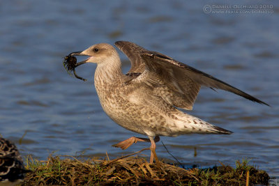 Yellow-legged Gull (Larus michahellis)