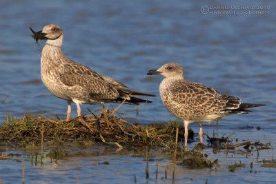 Yellow-legged Gull (Larus michahellis)