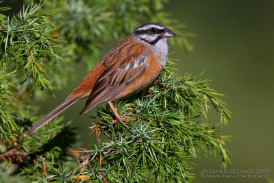 Rock Bunting (Emberiza cia)