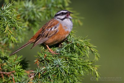 Rock Bunting (Emberiza cia)