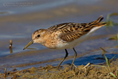 Little Stint (Calidris minuta)