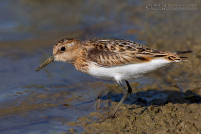 Little Stint (Calidris minuta)