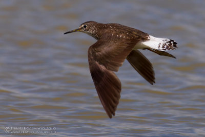 Green Sandpiper (Tringa ochropus)