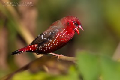 Red Avadavat (Amandava amandava)