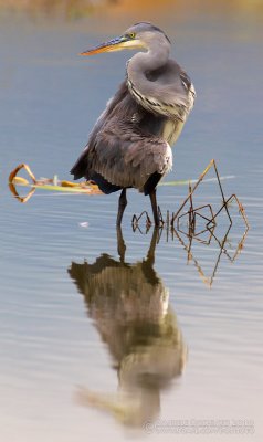 Grey Heron (Ardea cinerea)