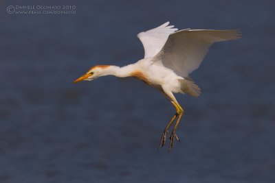 Cattle Egret (Bubulcus ibis)