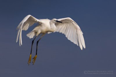 Little Egret (Egretta garzetta)