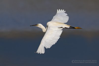 Little Egret (Egretta garzetta)