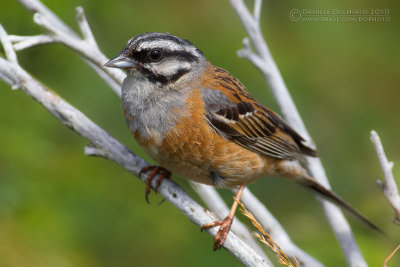 Rock Bunting (Emberiza cia)