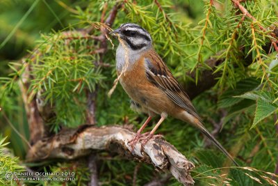 Rock Bunting (Emberiza cia)